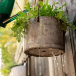 10 Tips for Watering Plants Growing in Containers