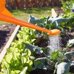 7 Watering Mistakes That Could Sabotage Your Vegetable Garden