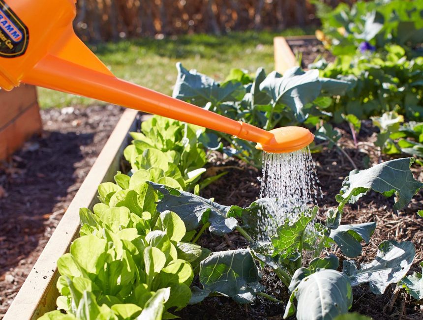 7 Watering Mistakes That Could Sabotage Your Vegetable Garden