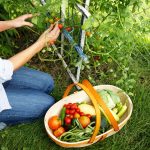 6 Secrets to Starting Your First Vegetable Garden Off Right