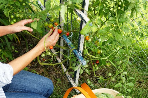 6 Secrets to Starting Your First Vegetable Garden Off Right