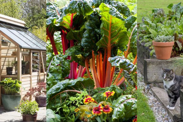 Small vegetable garden ideas: 15 ways to maximize your space |